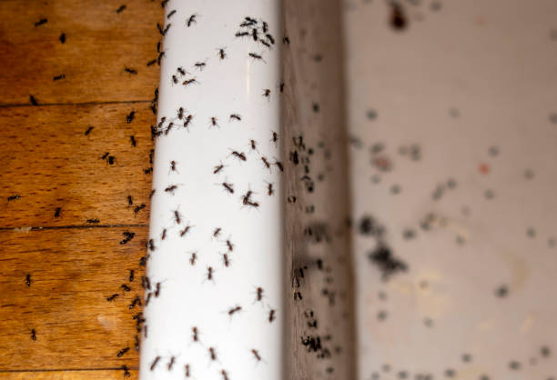 Flea Control Services in Beachwood, OH